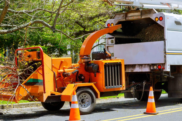 Best Hazardous Tree Removal  in Shenandoah Farms, VA