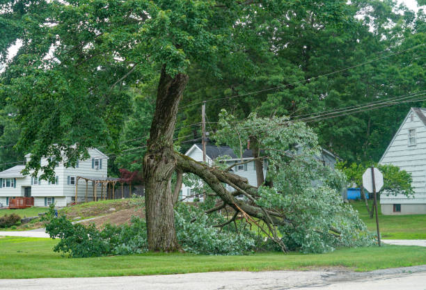 Best Arborist Consultation Services  in Shenandoah Farms, VA