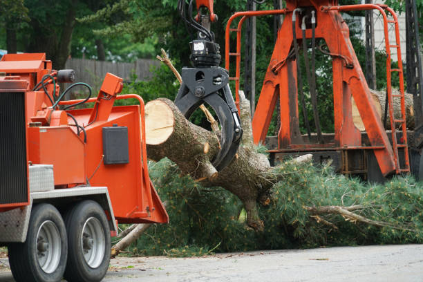 Seasonal Cleanup (Spring/Fall) in Shenandoah Farms, VA