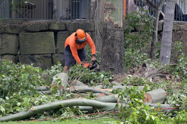 Best Storm Damage Tree Cleanup  in Shenandoah Farms, VA