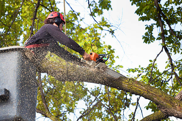 Best Tree Mulching  in Shenandoah Farms, VA