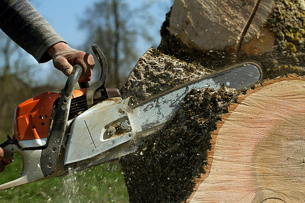 Lawn Renovation and Restoration in Shenandoah Farms, VA